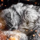 Tabby cat with amber eyes wearing cone collar on patterned blanket