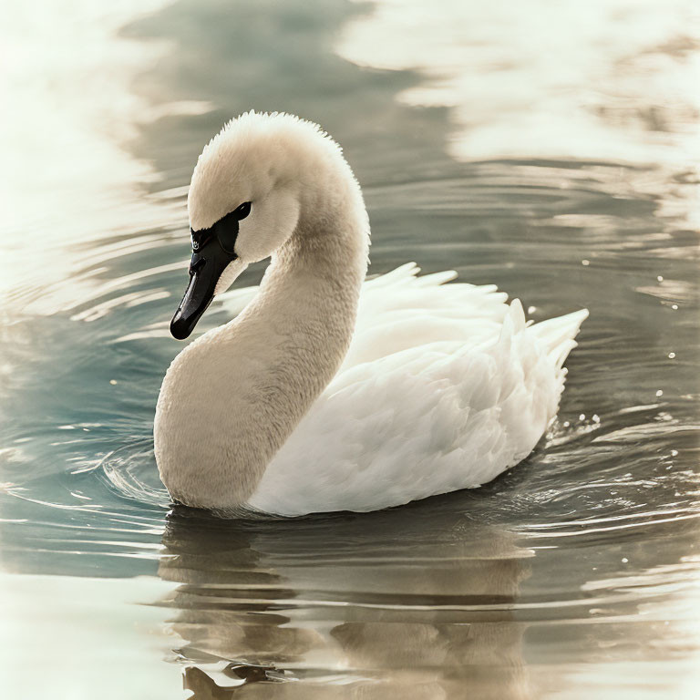 Graceful swan with white feathers and black beak on calm waters.