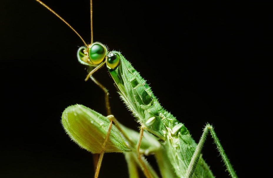 Detailed Close-up: Green Praying Mantis Exoskeleton & Compound Eyes