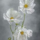 White poppies illustration with delicate petals and dew drops on blue and beige background