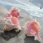 Pink roses with seashell texture amidst beach shells and waves