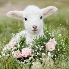 Adorable lamb surrounded by colorful flowers in a meadow setting