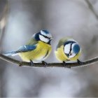 Colorful Blue and Yellow Birds on Snowy Branch in Winter