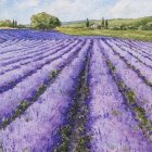 Vibrant lavender field with rows and distant mountains under cloudy sky