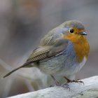 Colorful Bird Perched on Snowy Branch with Falling Water Droplets