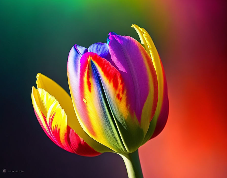 Colorful Tulip on Rainbow Gradient Background