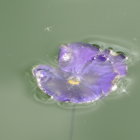 Purple Lotus Flower with Fiery Orange Center and Small Flames on Soft Green Background