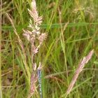 Dragonfly on green stem surrounded by raindrops and white flowers in serene meadow