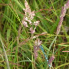 Iridescent insects on plant stem with morning dew and blurred green background