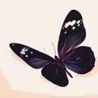 Colorful butterfly with black and blue wings on pink background