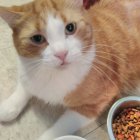 Orange and White Cat with Green Eyes Next to Bowl of Food Pellets and Purple Flowers