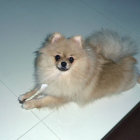 Realistic Watercolor Painting of Fluffy Pomeranian on Tiled Floor