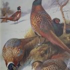 Detailed illustration of four pheasants among foliage