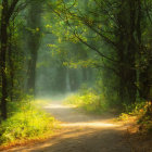 Tranquil forest path with sunlight through leafy archway