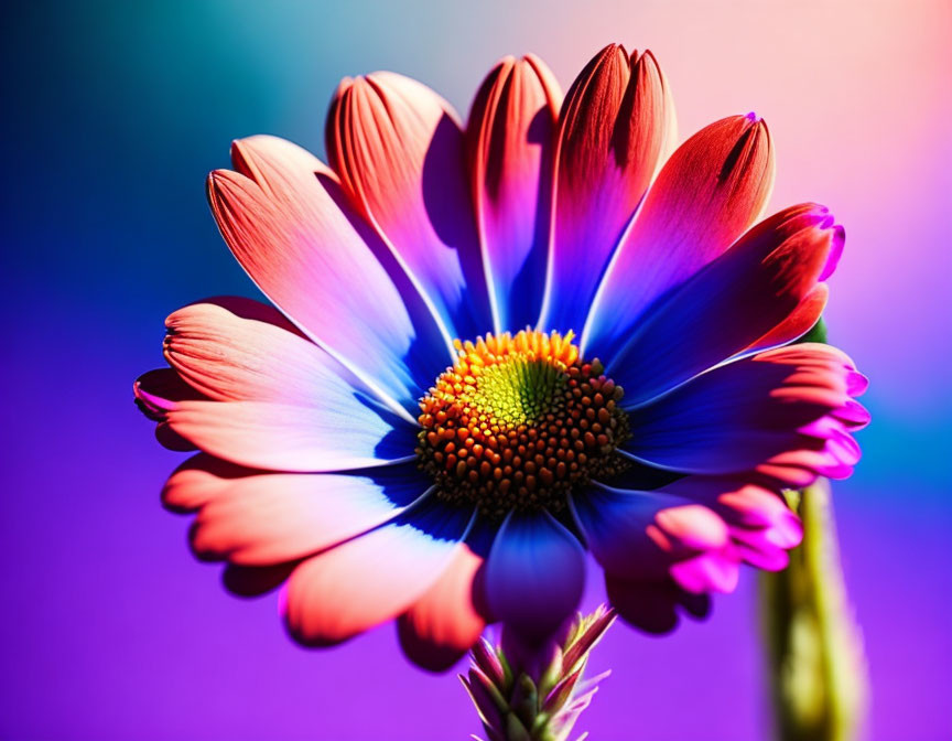 Colorful Close-Up of Pink and Purple Daisy on Vibrant Background