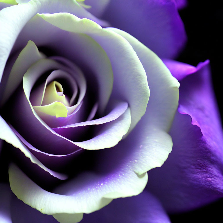 Close-up of white to deep purple gradient rose petals showcasing delicate swirl.