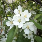 White orchid flowers with green leaves and buds in close-up view.