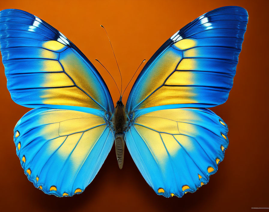 Vivid Blue Butterfly on Orange Background