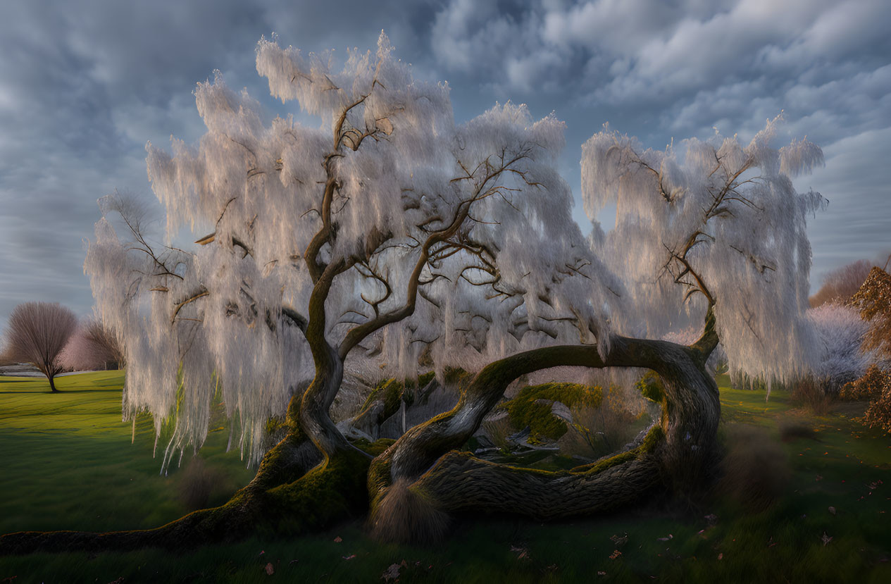 Frost-covered tree with twisted branches in serene landscape