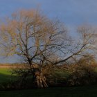 Frost-covered tree with twisted branches in serene landscape