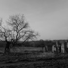 Desolate landscape with gnarled tree and gothic ruins in grayscale