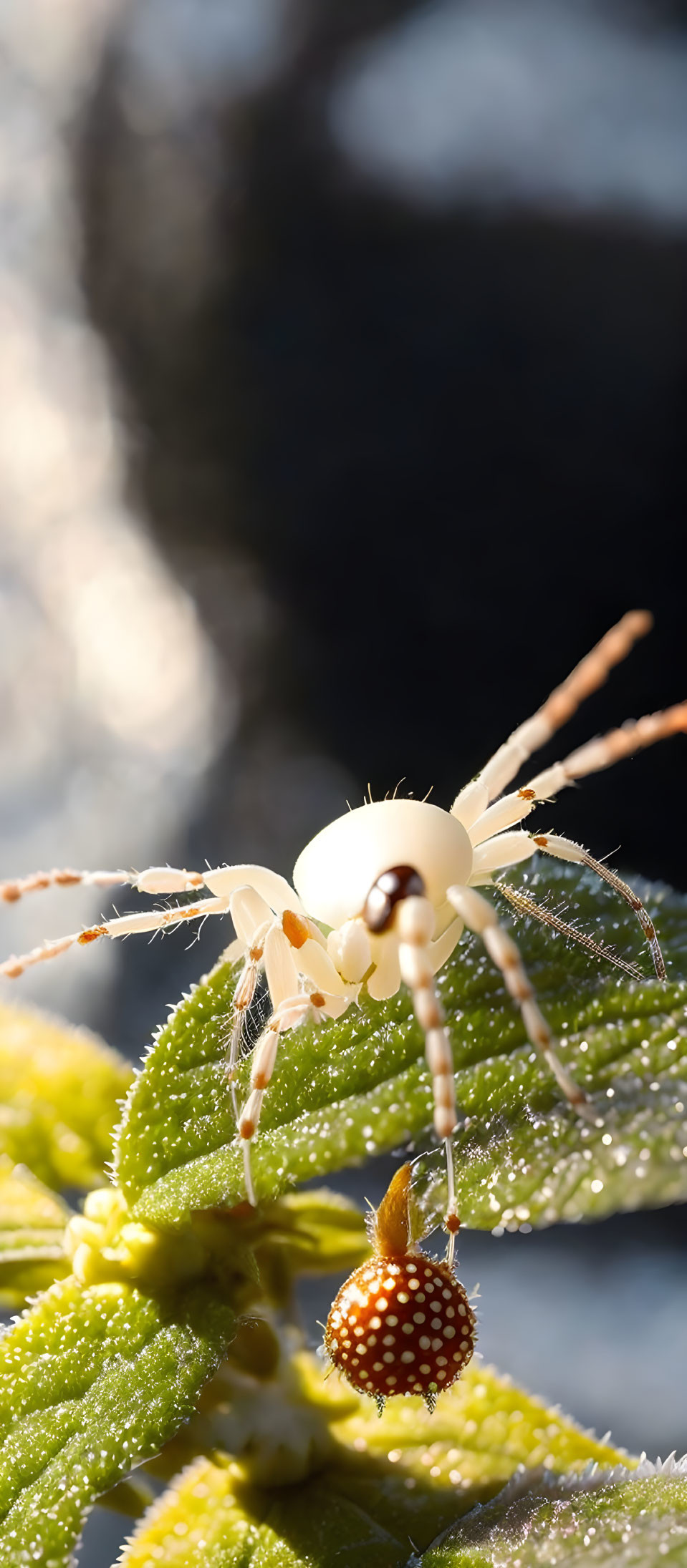 Pale spider navigating dew-covered green foliage with sunlight