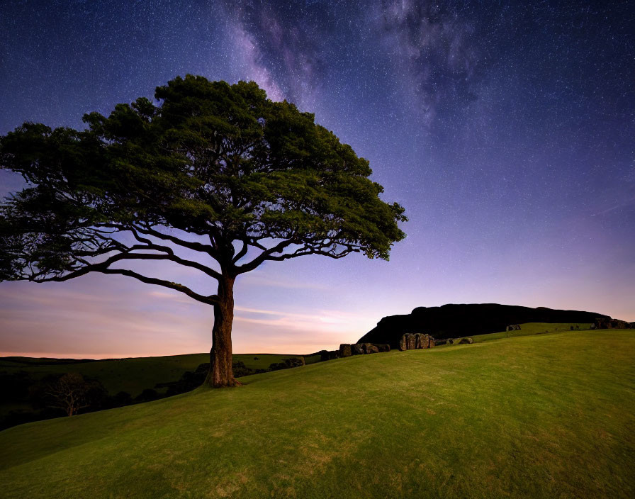 Remember that tree at the Sycamore Gap 