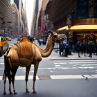 Camel in City Street Surrounded by Pedestrians and Taxis