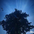 Mystical tree in foggy forest with sunlight rays and starry leaves