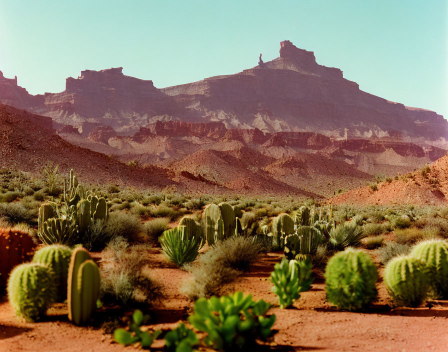 Desert landscape with cacti and rock formations under clear blue sky