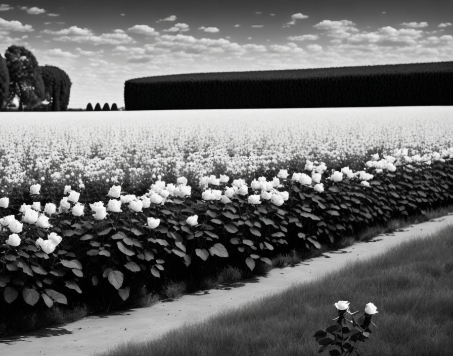 Monochrome landscape with blooming flowers and hedges under cloudy sky