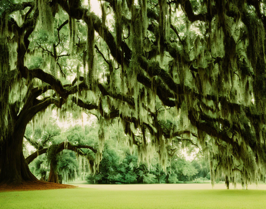 Majestic oak tree with Spanish moss in lush green field