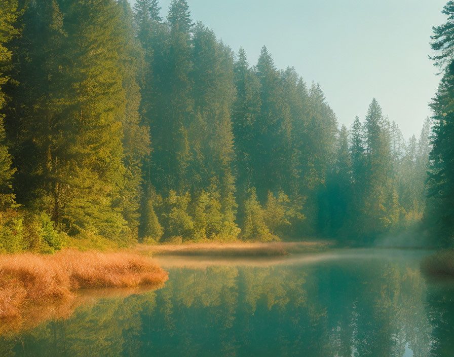 Tranquil misty forest river scene with dense trees under sunlit sky