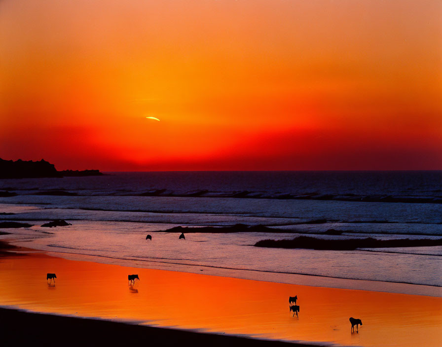 Scenic beach sunset with cow silhouettes walking on wet sand