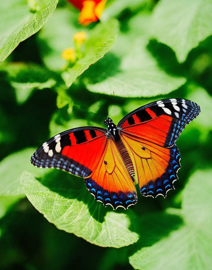 Colorful Butterfly Resting on Green Leaf with Floral Background