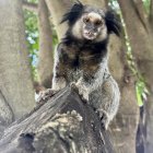 Crowned monkey with blue facial fur in royal outfit on moss-covered tree