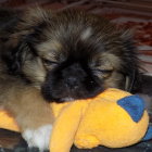 Fluffy Brown and Black Dog Cuddling Yellow and Blue Ball