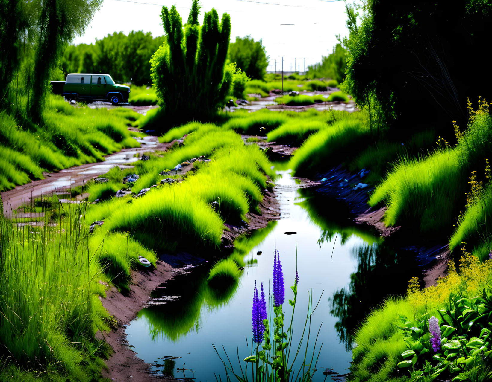 Green stream winding through lush vegetation with parked car in the background