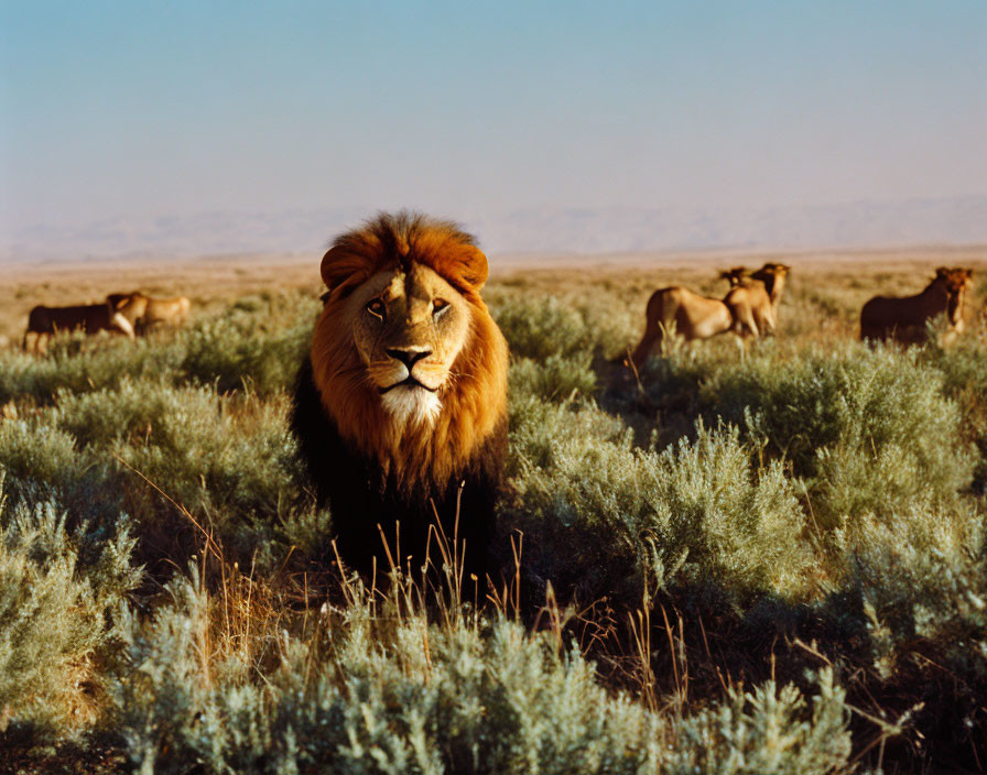 Majestic lion with full mane surrounded by pride in savannah