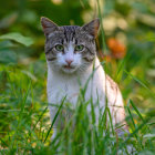 Majestic lion in tall grass gazes calmly at the camera