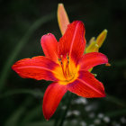 Red Flower with Yellow Accents on Dark Background