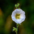 White Flower with Yellow Center Covered in Water Droplets on Dark Green Background