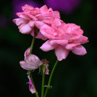 Delicate pink flowers with yellow centers on dark green background