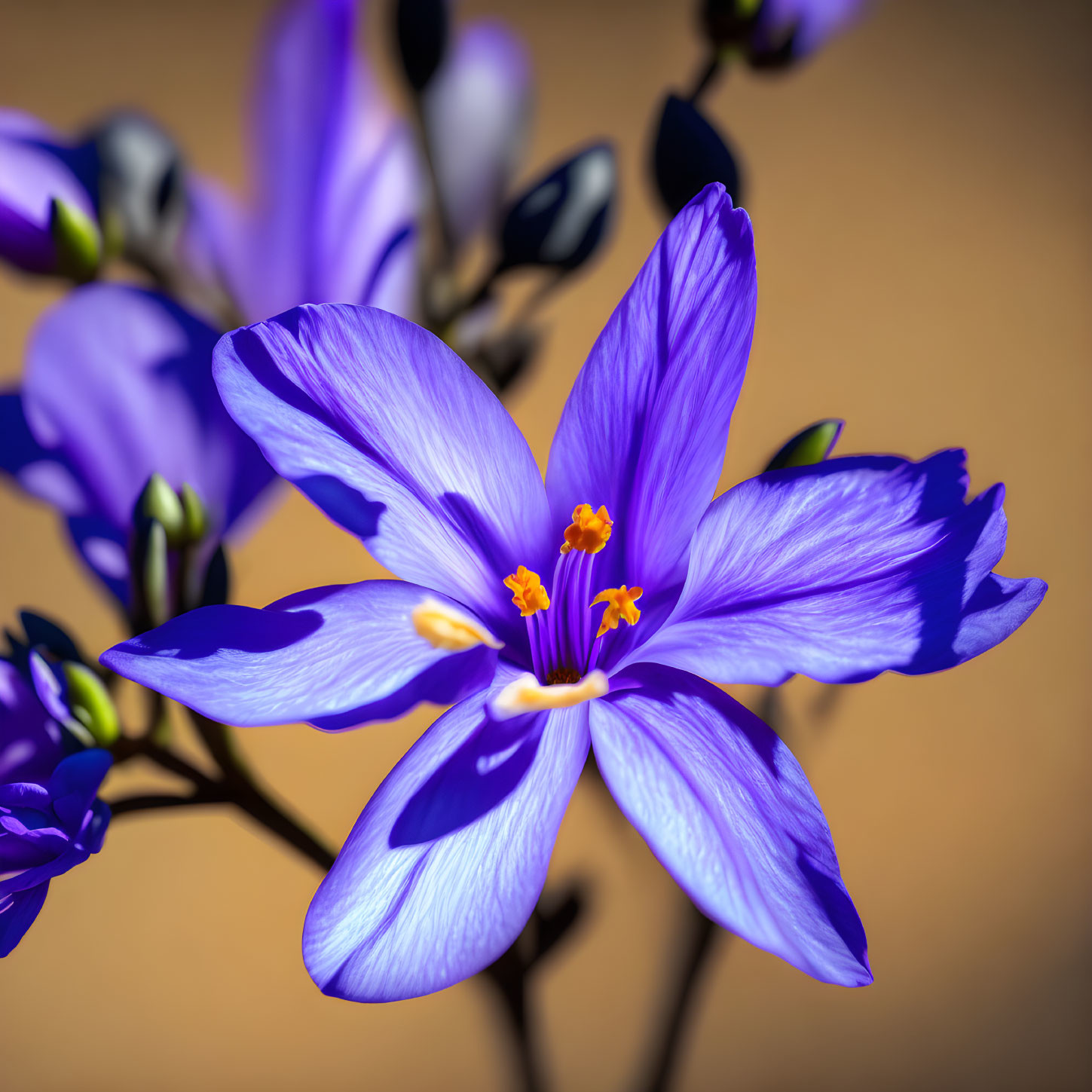 Vibrant Blue-Purple Saffron Flower with Delicate Petals and Orange Stamens