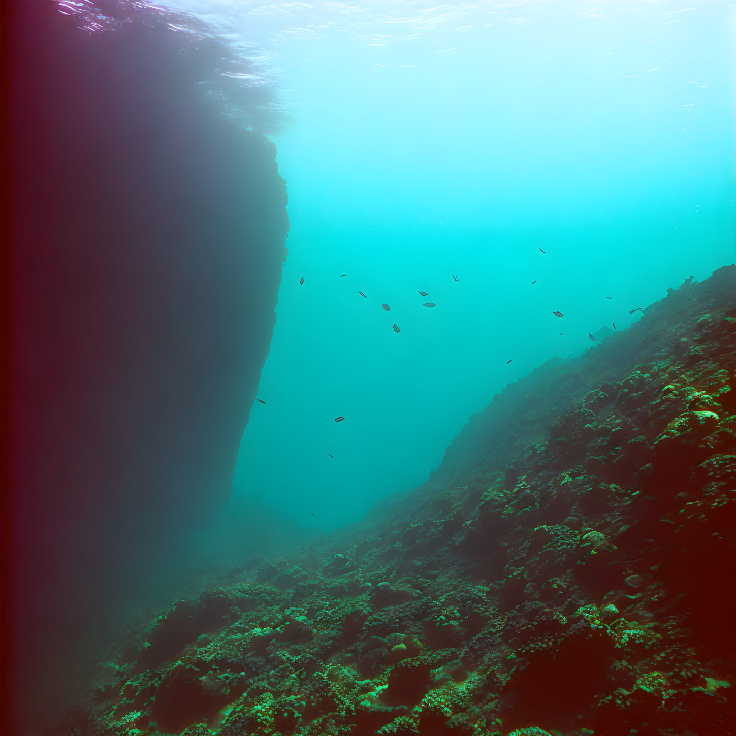 Coral-covered Seabed with Fish and Rock Formation in Turquoise Sea