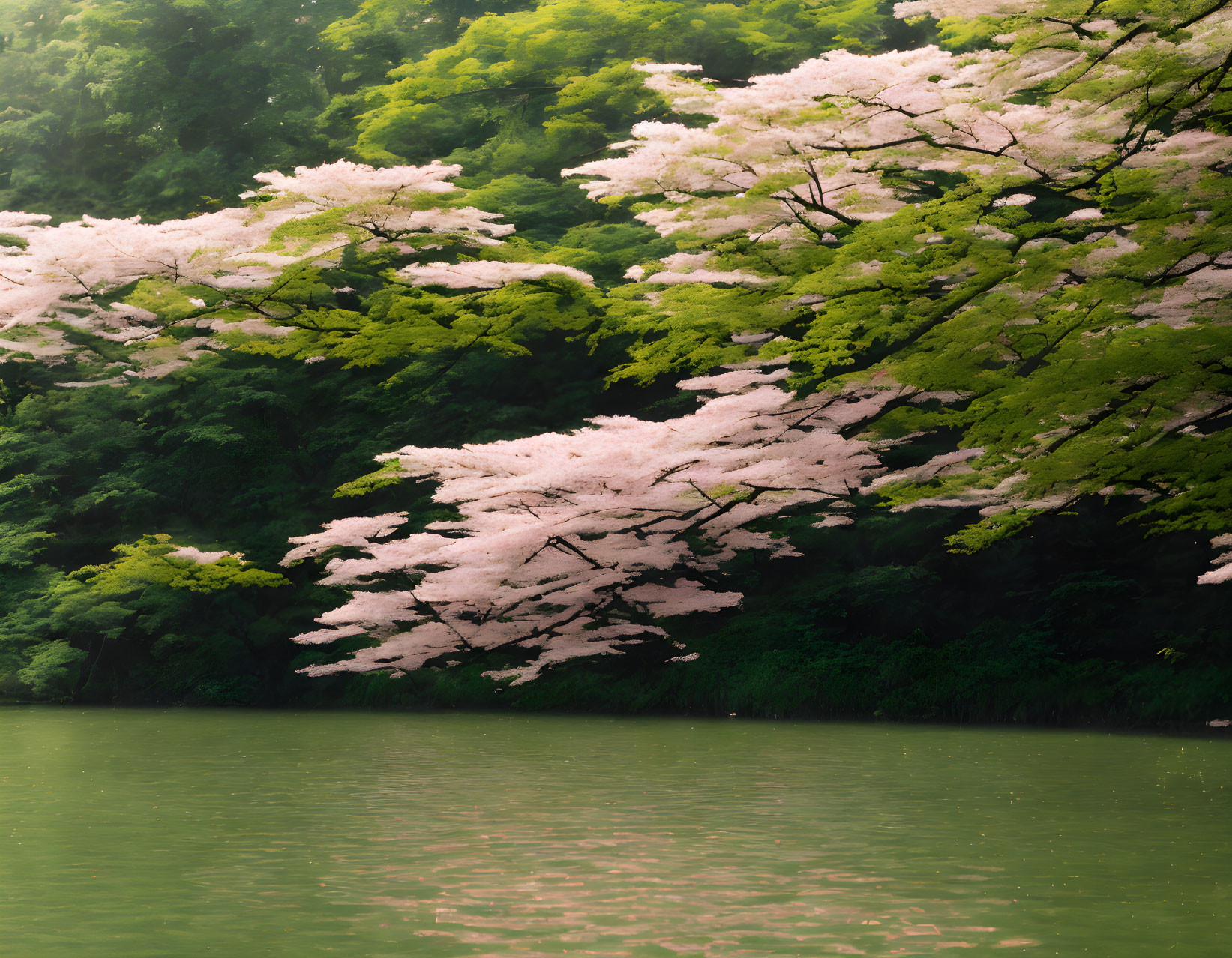 Tranquil lake with green foliage and pink cherry blossoms.