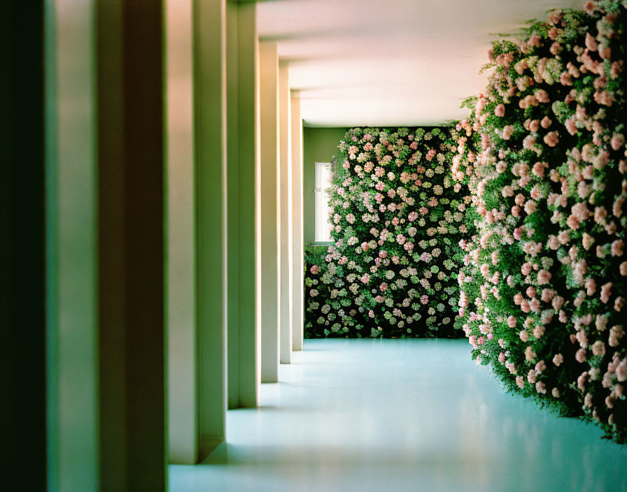 Corridor with Pink Flower Wall and Pillars Leading to Bright Opening