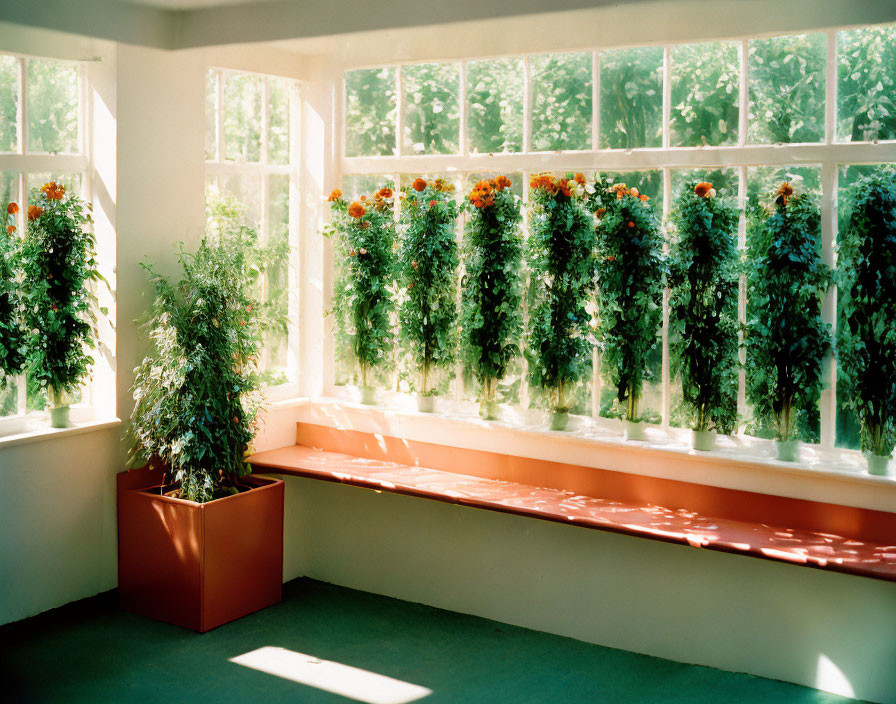 Brightly lit room with large windows, wooden bench, and vibrant planters.