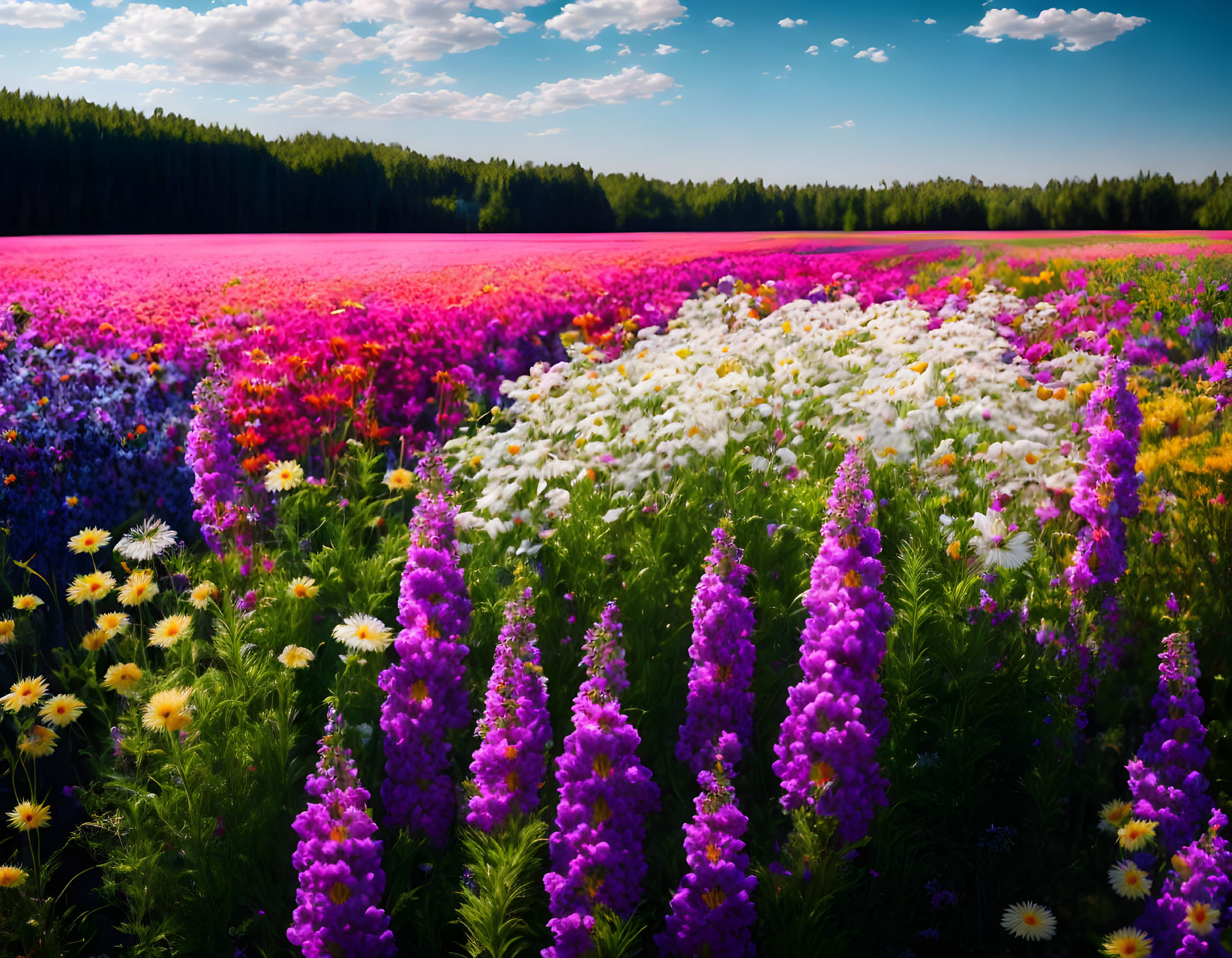 Colorful Blooming Flowers Field with Blue Sky and Forest Background