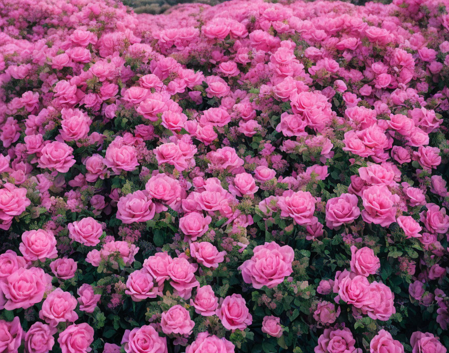 Lush Pink Roses Cluster in Vibrant Garden